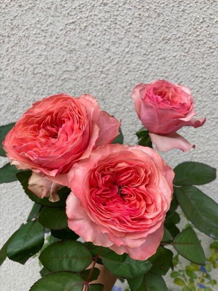 希少 切り花品種 挿し木苗 ヴ