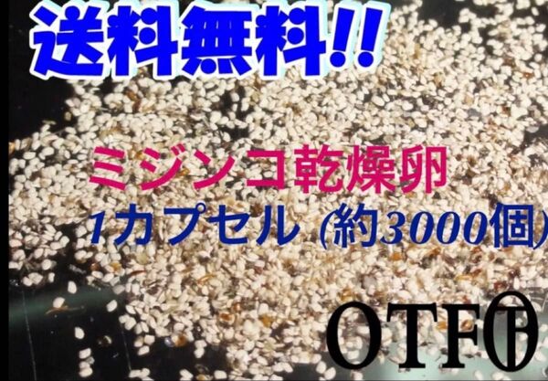 タマミジンコ乾燥卵(約3000個)1カプセル 小さくて柔らかいミジンコ 稚魚やメダカ、小型の魚、金魚などの生き餌に最適!
