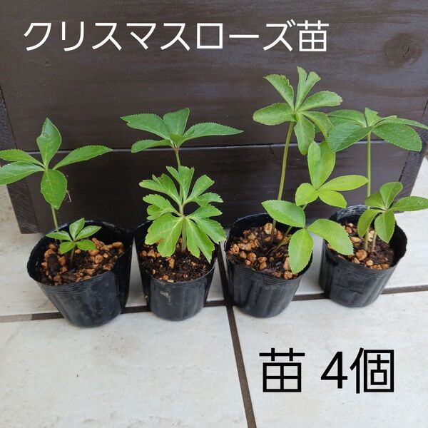 苗4個 クリスマスローズ 草丈10~15cm 抜き苗 ネコポス箱