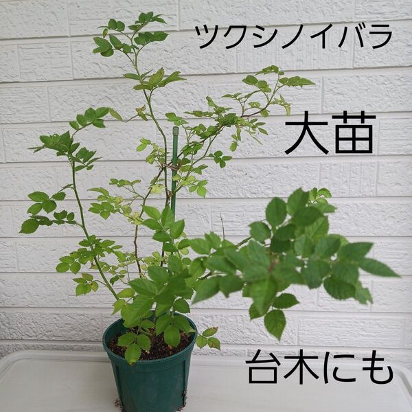 ツクシノイバラ 大苗 樹高60cm つくしノイバラ 台木用 棘なし 抜き苗
