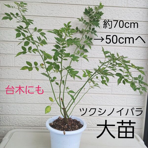 ツクシノイバラ 大苗 樹高70cm つくしノイバラ 台木用 棘なし 抜き苗