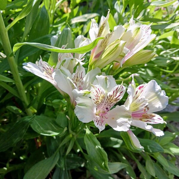 アルストロメリア 白 ホワイト ネコポス箱 花苗