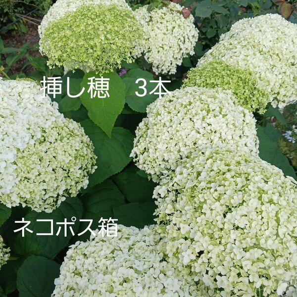 アナベル 挿し穂 3本 ネコポス箱