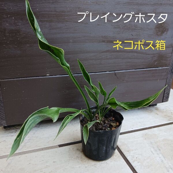 プレイングハンズ ホスタ 希少 フォスタ ギボウシ 観葉植物 苗 ネコポス箱