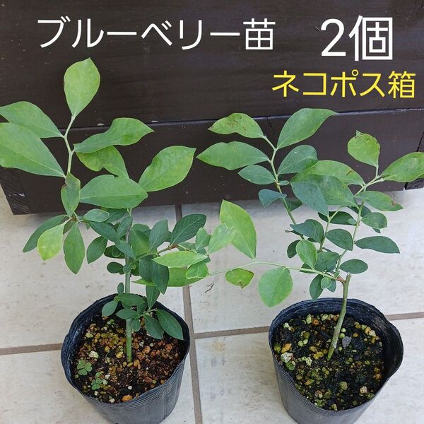 ブルーベリー苗 苗2個 土つき抜き苗 ネコポス箱
