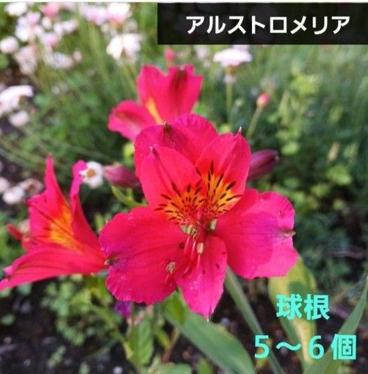 アルストロメリア 赤 苗 球根5個&葉茎つき ネコポス箱