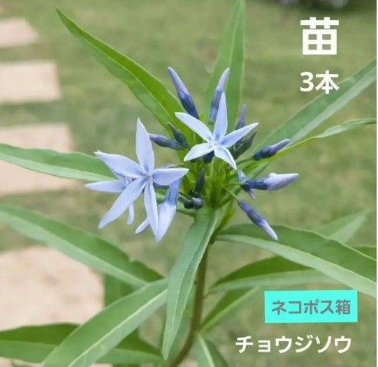 チョウジソウ 3本 丁子草 茎太い根付き苗 ネコポス箱 宿根草