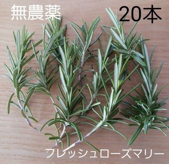 無農薬 フレッシュローズマリー 20本 カットローズマリー ハーブ 一輪挿し 料理 ドライフラワー ポプリ 挿し木にも