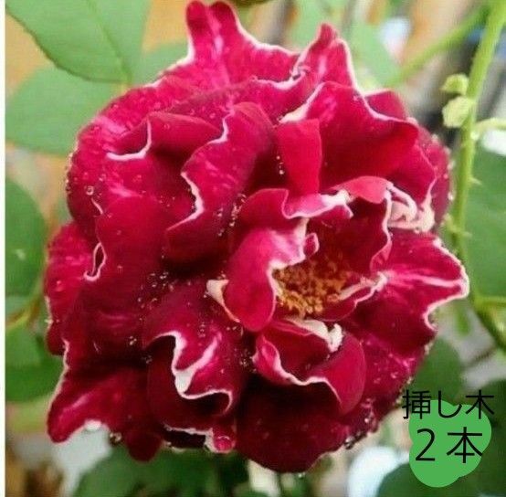 薔薇 オールドローズ ロジャーランベリン 挿し穂2本 ゆうゆうパケットmini つるバラ 白縁