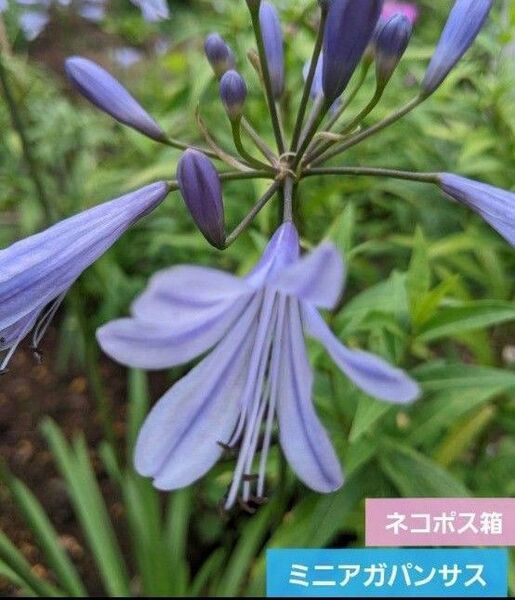 ミニアガパンサス 苗 8本 球根 ネコポス箱