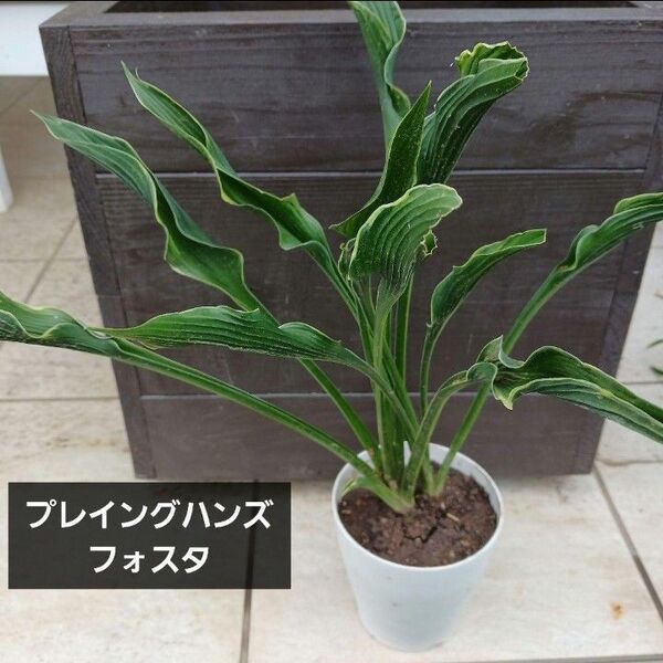 プレイングハンズ ホスタ 希少 フォスタ ギボウシ 観葉植物 大苗 鉢