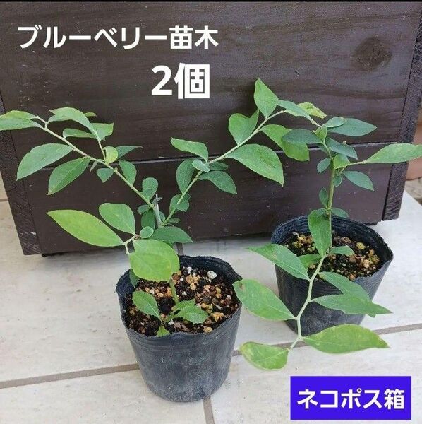 ブルーベリー苗 苗2個 土つき抜き苗 ネコポス箱