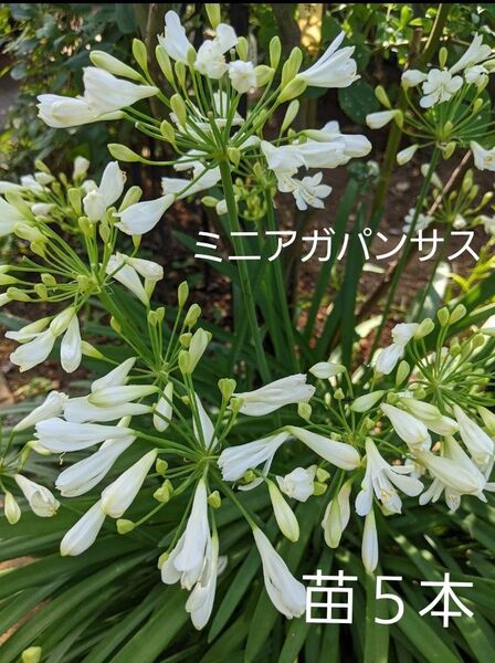 ミニアガパンサス 苗 5本 球根 ネコポス箱