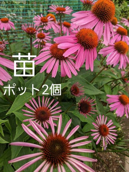 エキナセア ハーブ苗 苗2個 抜き苗 ネコポス箱 花苗 ピンクの花