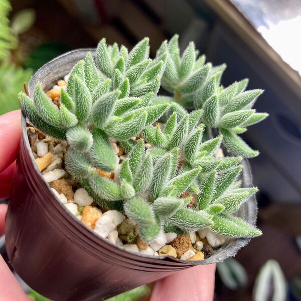 ギンゾロエ 多頭 多肉植物 抜き苗