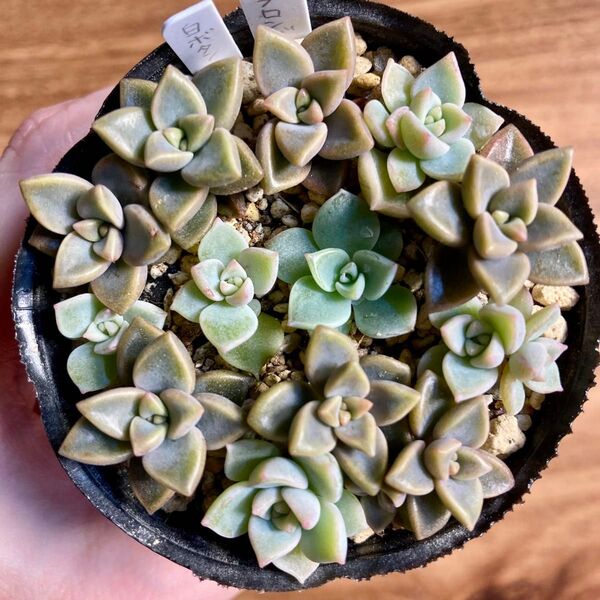 白牡丹 ブロンズ姫 多肉植物 抜き苗