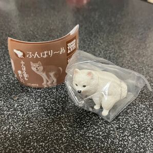 ふんばり〜ぬ ポメラニアン ふんばりーぬ ガチャガチャ カプセルトイ