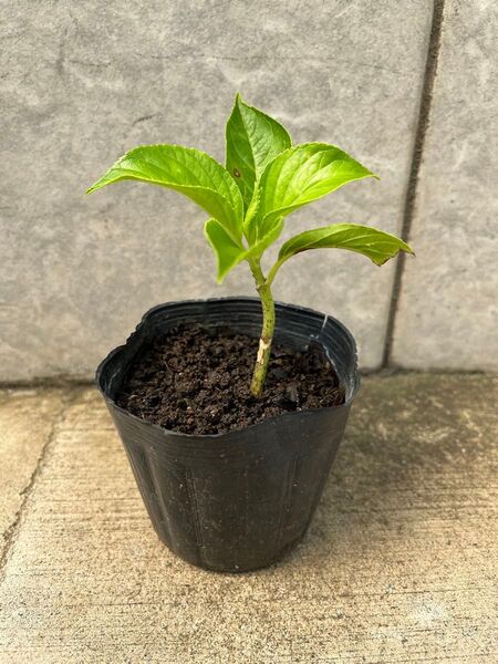 額紫陽花の苗 1苗
