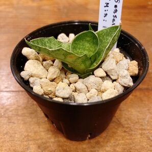 サンセベリア ミニローズ 希少