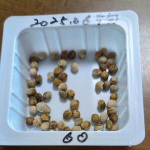 吉野桜、新種子、2025.06月中旬採取品、61個、新鮮