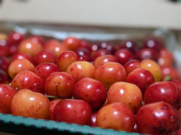 翌日受取可能な方限定!山形県産 さくらんぼ 紅秀峰 家庭用 800g 割れもの 双子 キズ 色白
