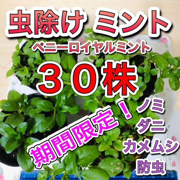 30株ペニーロイヤルミント 苗 根付 グランドカバー ミント ハーブ 虫除け カメムシ ダニ アリ ノミ 防虫 無農薬 成長株