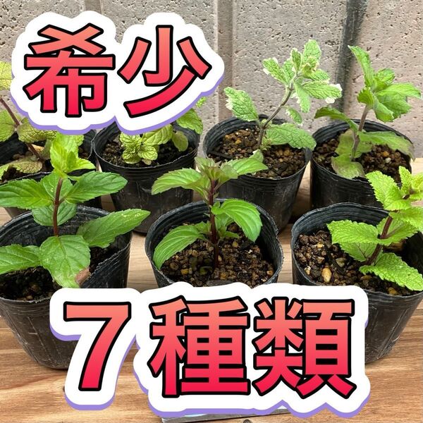 ◆7種 ミント ハーブ 苗 無農薬 アップル カクテル グランドカバー 防虫 メントール ハッカ 虫除け カメムシ