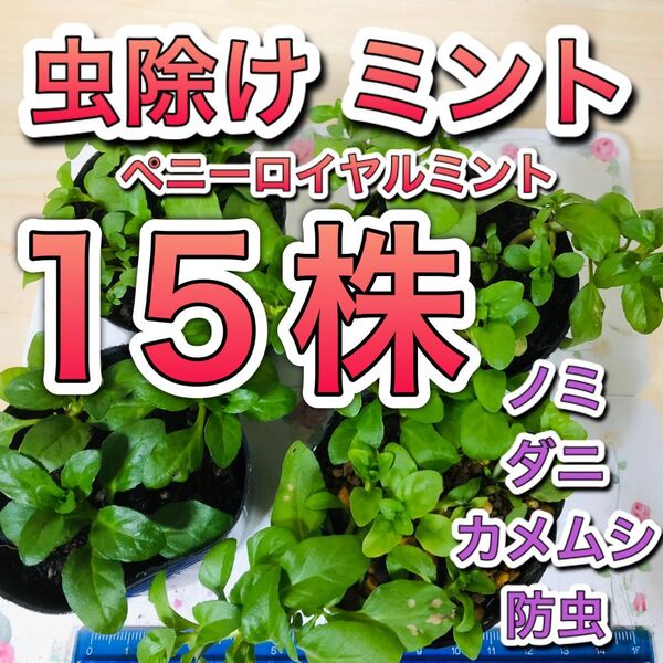 15株 ペニーロイヤルミント 苗 根付 グランドカバー ミント ハーブ 虫除け カメムシ ダニ アリ ノミ 防虫 無農薬 成長株