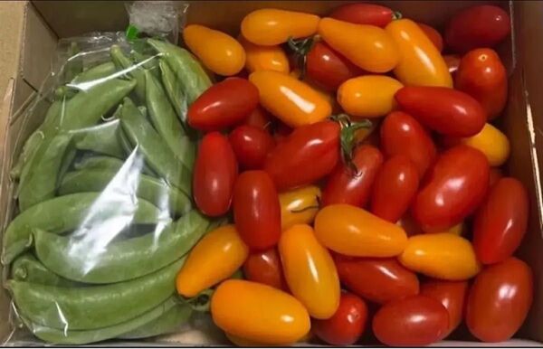 1 2特売♪ えんどう十トマト王子セット 1.1kg