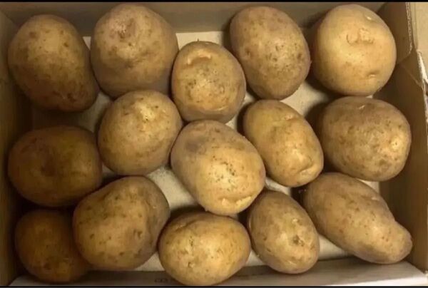 長崎県産 新じゃがいも 1.4kg