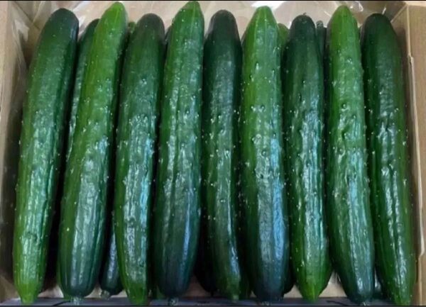 千葉県産 胡瓜 1. 5kg