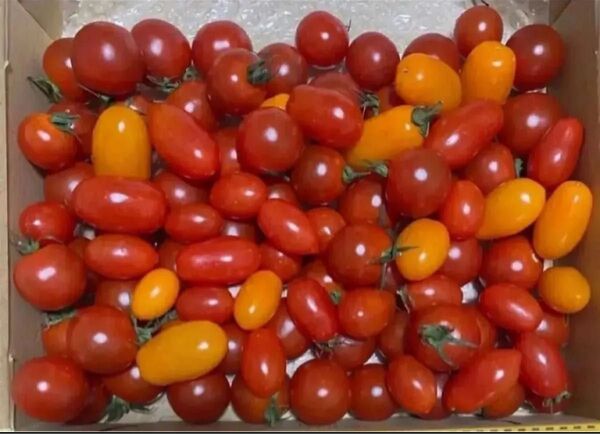 ミニトマトミックス 1. 1kg