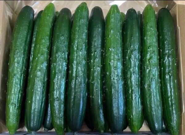 千葉県産 胡瓜 1. 5kg