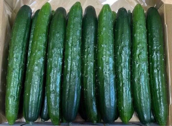 千葉県産 胡瓜 1. 5kg