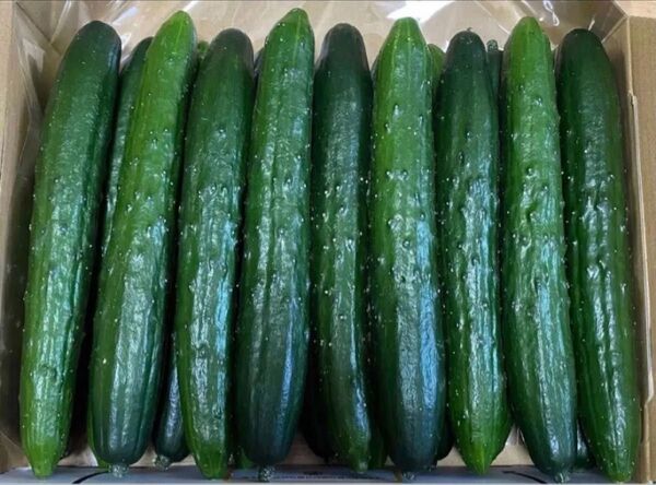 15千葉県産 胡瓜 1.5kg