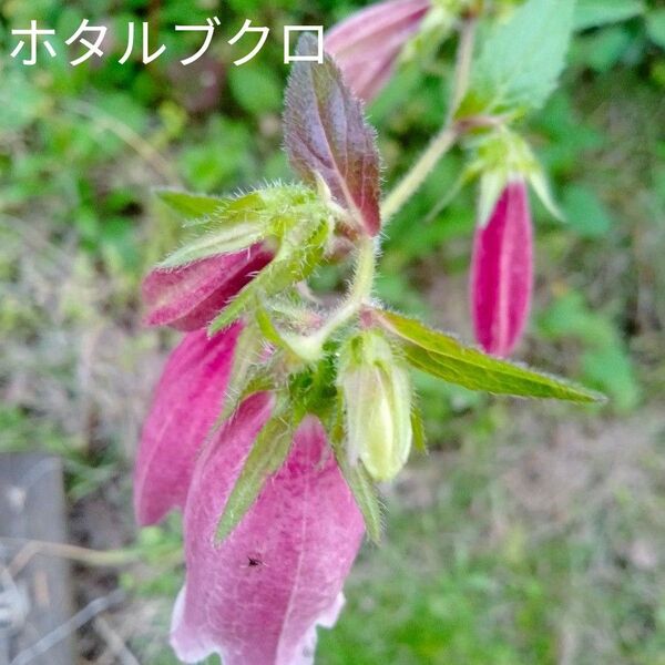 ホタルブクロ& 紫蘭の抜き苗