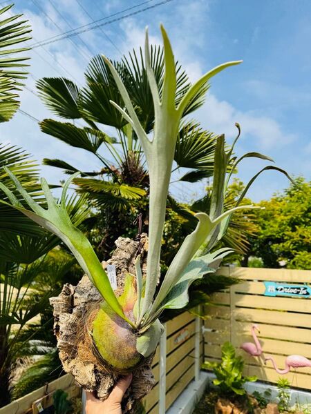 ビカクシダ コウモリラン ベイチー Platycerium Veitchii ビカクシダ
