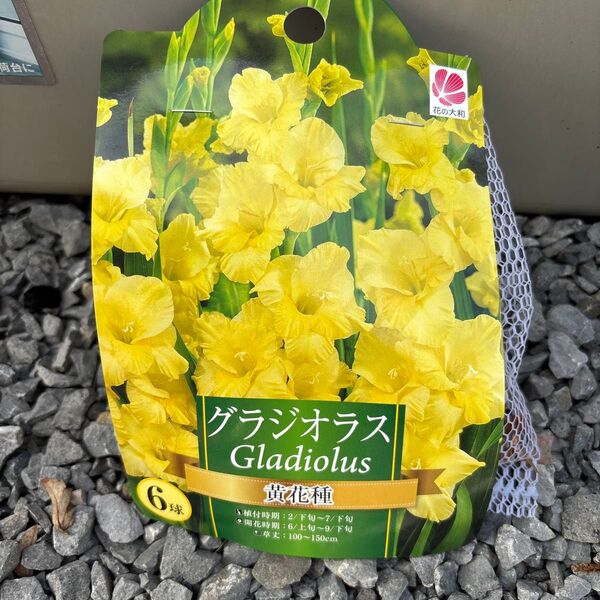 グラジオラス 球根 黄花種 6球