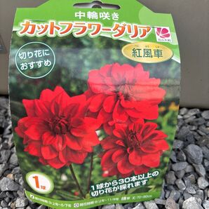 カットフラワーダリア 紅風車 1球