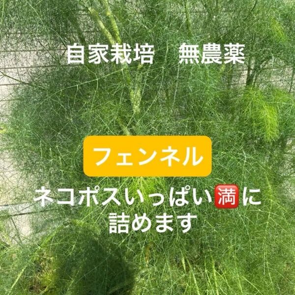 自家栽培 無農薬 フェンネル 採りたて ネコポスいっぱいに詰めます。