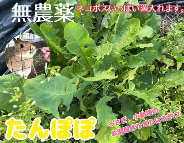 【沢山あるので特売】たんぽぽの葉 採りたて発送 無農薬 ネコポスいっぱい うさぎ 小動物 おやつ
