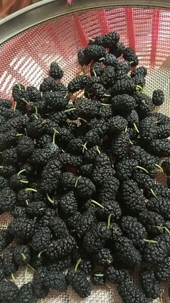 桑の実 自家栽培 500gグラム以上