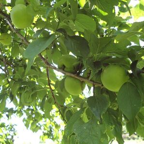 ■梅の実 青梅 約4kg 無農薬■