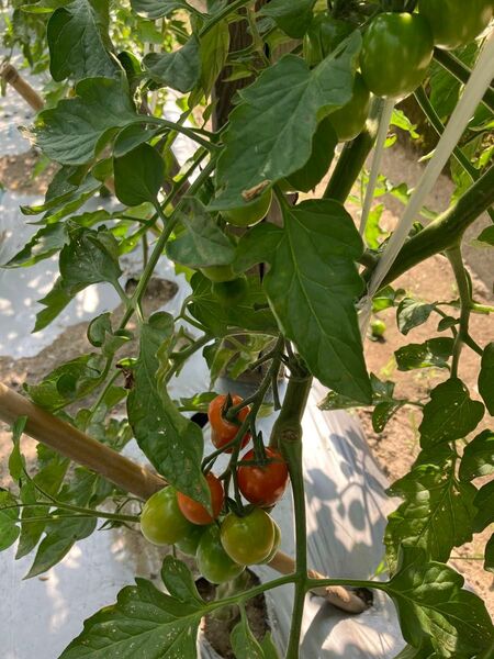 淡路島産 無農薬 トマト コンパクトボックス 農家直送 自家野菜