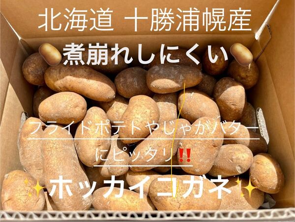 みんなに食されて40年 雪夏稚(せっかち)くんのじゃがいも10kg 北海道十勝産