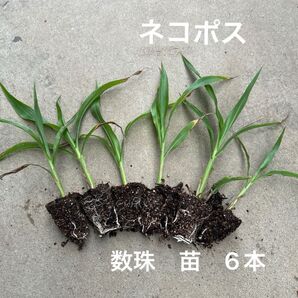 数珠 数珠玉 ジュズ 苗 6本