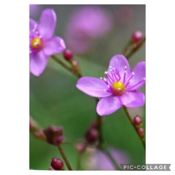 ハゼラン三時草 抜き苗 8苗