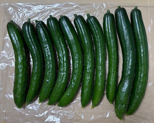 【農薬不使用】きゅうり 9〜10本 露地栽培 新鮮野菜