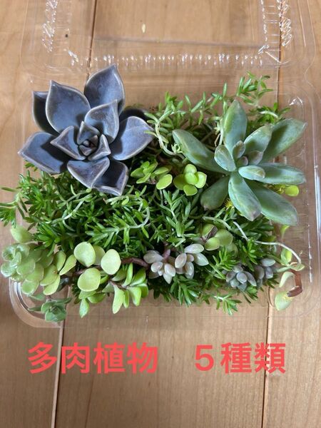 ぎっしり多肉植物 カット苗 寄せ植え 詰め合わせ