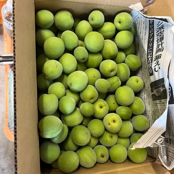 ①60 愛知県産 青梅 箱込み3kg サイズ混合 ご家庭用 梅酒や梅シロップ作りに 農薬節減栽培